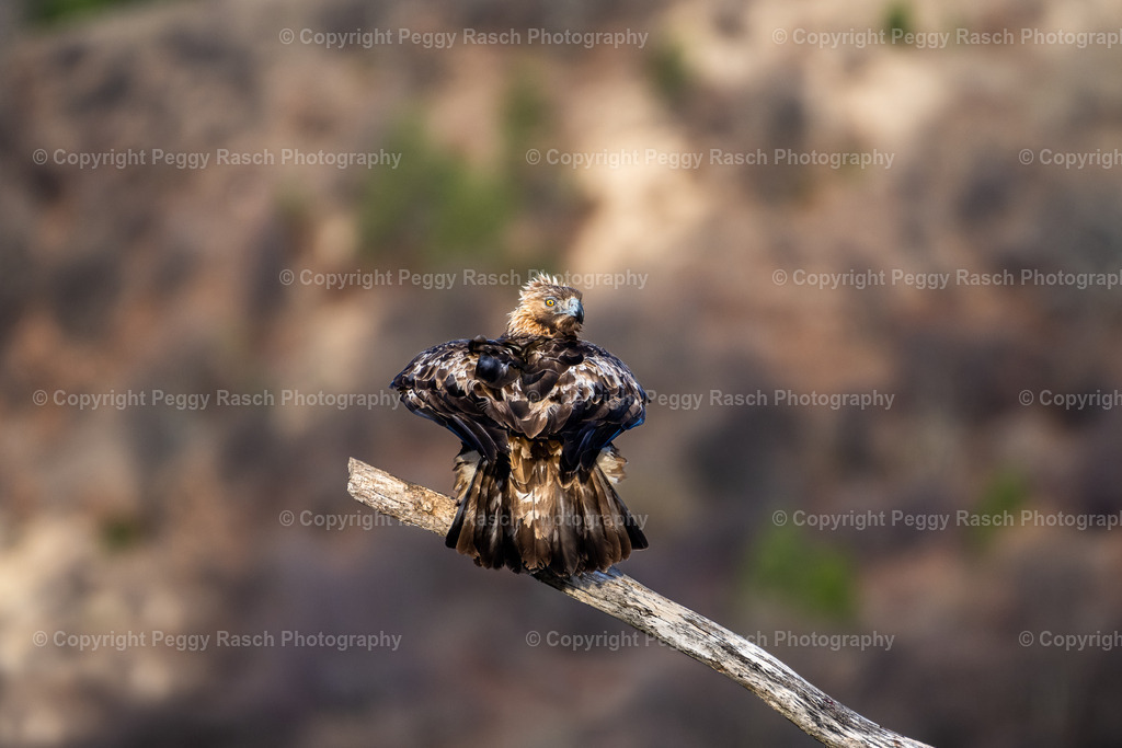 Steinadler (9) | PeggyRaschPhotography - Realisiert mit Pictrs.com