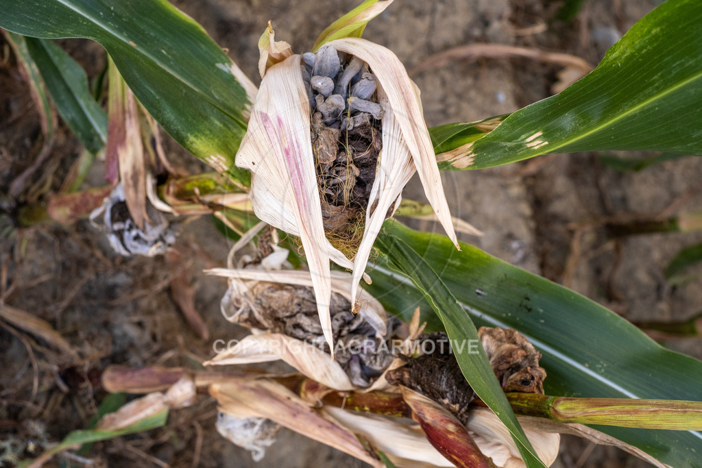 20220829-DSCF2924 | Pizerkrankung im Mais - Realisiert mit Pictrs.com