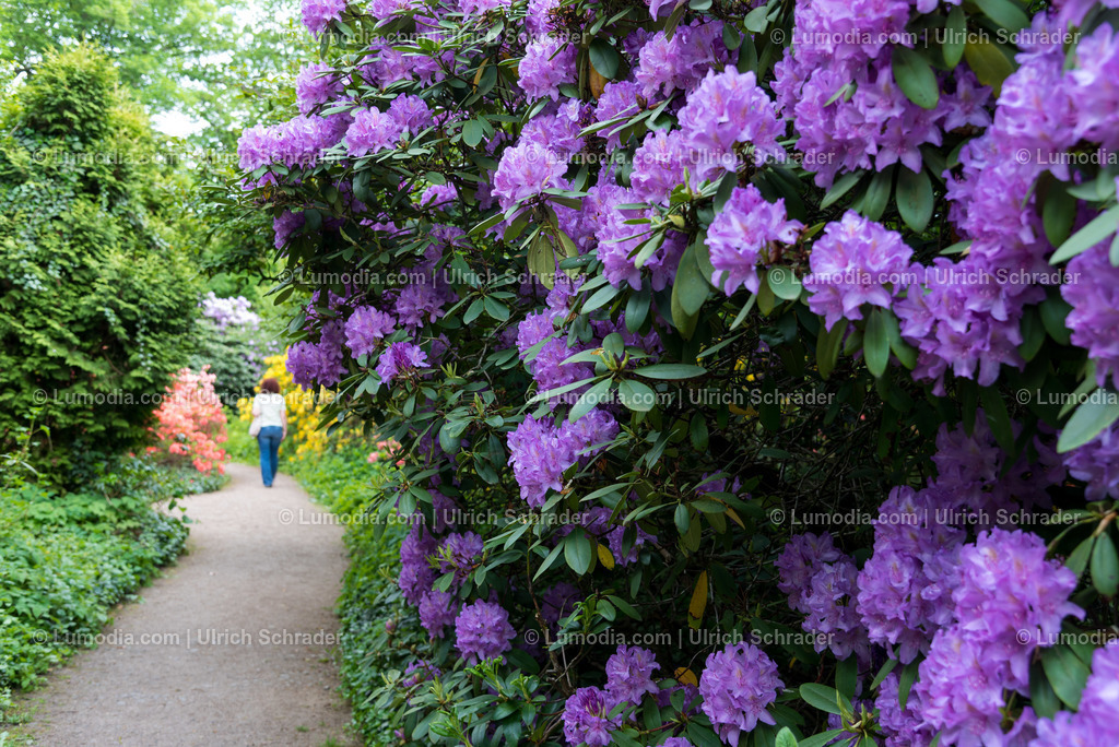 10049-5669 - Wörlitzer Park _ Sachsen Anhalt | Stockfoto und Bilderpool mit Bildmaterial aus Deutschland, dem Harz, Halberstadt, Quedlinburg, Wernigerode und weltweit. Qualitativ hochwertige und professionelle Fotos anschauen und kaufen. - Realisiert mit Pictrs.com