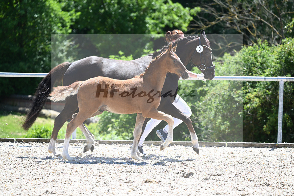 Kat-Nr. 3 HF Thuraus Giotto_Hummer_16230630 | hf-fotografie - Realisiert mit Pictrs.com