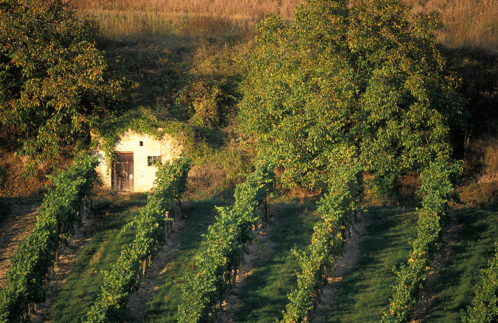 Kellerstoeckl im Weingarten | Enzersfeld, Austria: Kellerstoeckl im Weingarten. - Realisiert mit Pictrs.com