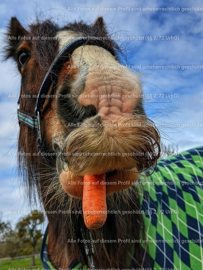 PXL_20210417_122711530-01_2 | krollfotografie - Realisiert mit Pictrs.com