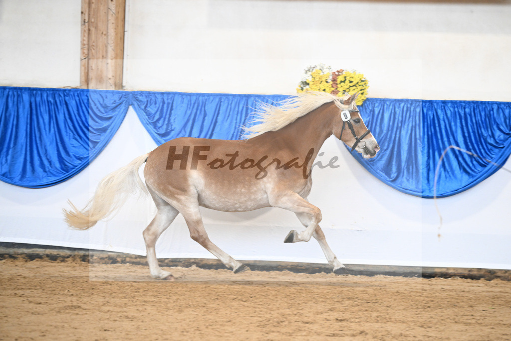 Bl. Band Kat-Nr. 9 Nina v. Sonnenkoenig Gold_Haenle_48251421 | hf-fotografie - Realisiert mit Pictrs.com