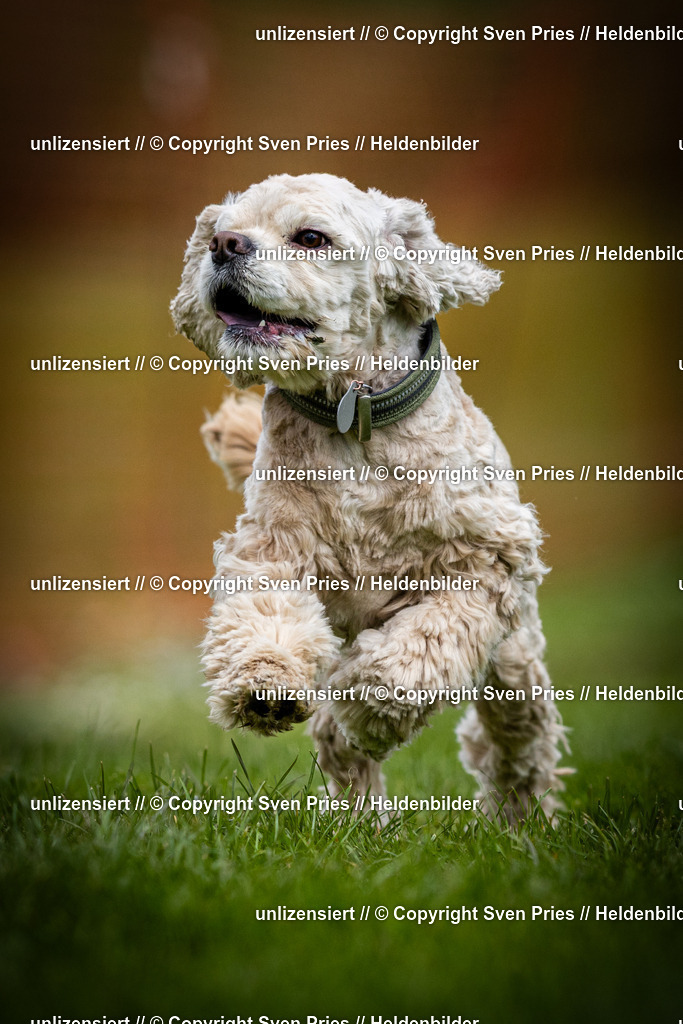 Sven Pries | 2025-04-13 - Hunderennen Baden-Baden - Realisiert mit Pictrs.com