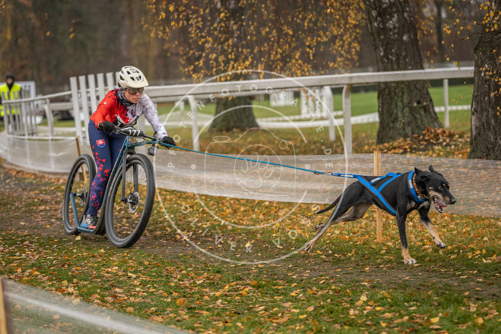 CaniXpix_DV3A8403 | Hundefotografie, Tierfotograf, Pfotenfotografie, Fotoshooting Hund, Hunde Portrait, Hundesport, Hundeportraits, Heideshooting, Hunde, Sportfotograf, Hundefotograf, Turnierhundsport, THS,  - Realisiert mit Pictrs.com