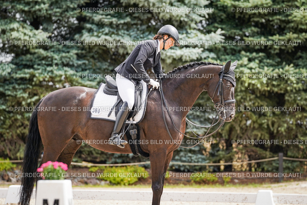 DSC03056 | Pferdegrafie