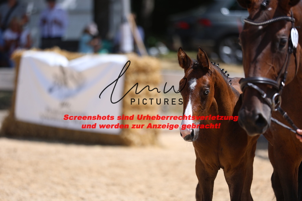 Fohlenschau_Schwäbisch_Hall_springbetonte_Fohlen_KN 32_19 | lmwpictures - Realisiert mit Pictrs.com