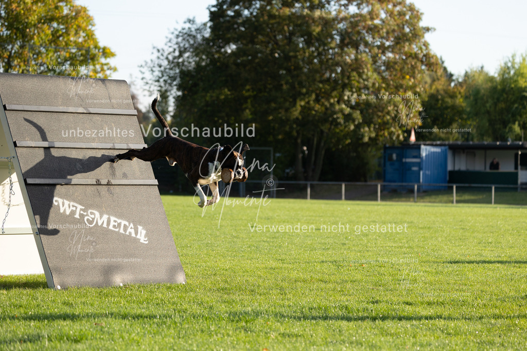 _16A6139 | Einzigartige Fotos von Hunden & Menschen –Actionfotos, Portraits, Vereinsaufnahmen & Paarshootings – authentisch, lebendig & mit Herz.