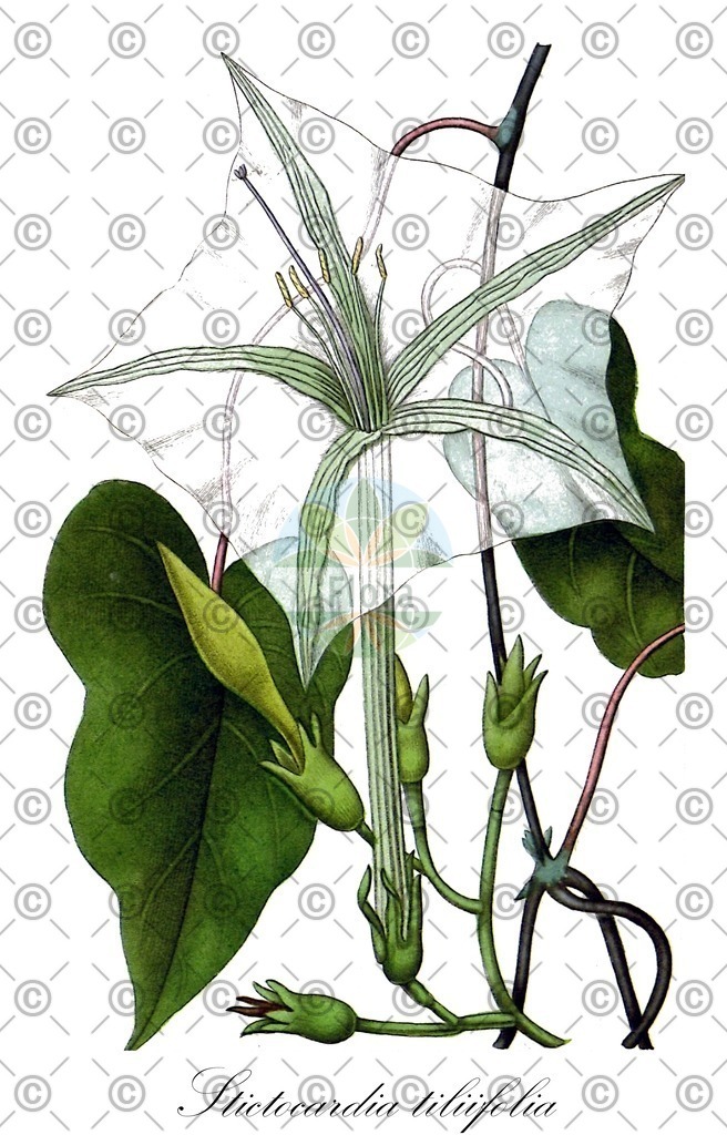 HistAbb_wfo-0000004924_2_ENZY_Simple | Historische Abbildung von Stictocardia tiliifolia - Convolvulaceae | Historical Illustration of Stictocardia tiliifolia - Convolvulaceae