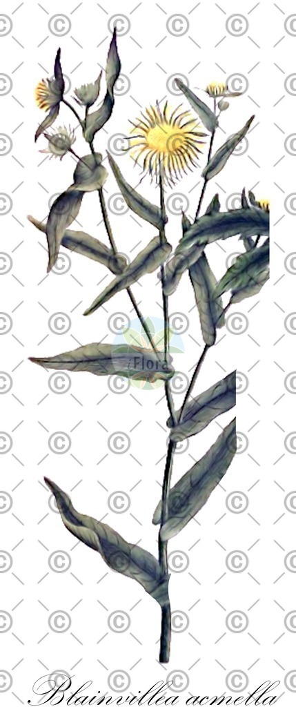 HistAbb_wfo-0001078718_1_ENZY_Simple | Historische Abbildung von Blainvillea acmella - Asteraceae | Historical Illustration of Blainvillea acmella - Asteraceae