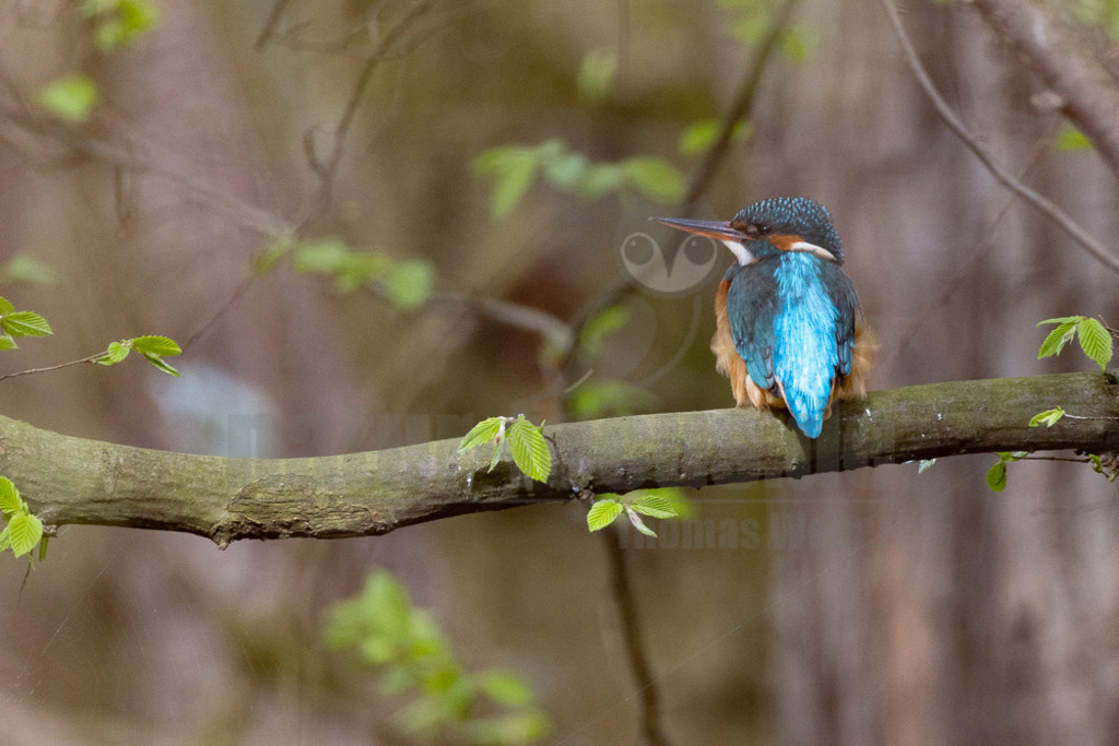 R5NF1332-20230325 | Der Eisvogel (Alcedo atthis) ist die einzige in Mitteleuropa vorkommende Art aus der Familie der Eisvögel (Alcedinidae). Er besiedelt weite Teile Europas, Asiens sowie das westliche Nordafrika und lebt an mäßig schnell fließenden oder stehenden, klaren Gewässern mit Kleinfischbestand und Sitzwarten. - Realisiert mit Pictrs.com