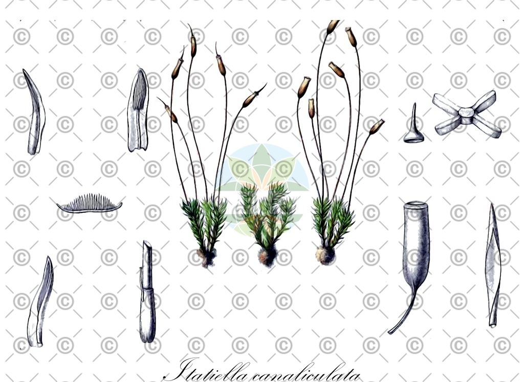 HistAbb_wfo-0001253578_1_ENZY_Simple | Historische Abbildung von Itatiella canaliculata - Polytrichaceae | Historical Illustration of Itatiella canaliculata - Polytrichaceae