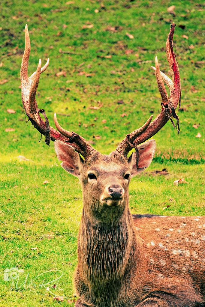 Sikahirsch1 | Entdecken Sie Fotografie aus Leidenschaft: Auftragsfotografie, HD-Fotos, Geschenkartikel aus Ihren Bildern und vieles mehr. Beauftragen Sie uns für besondere Momente!