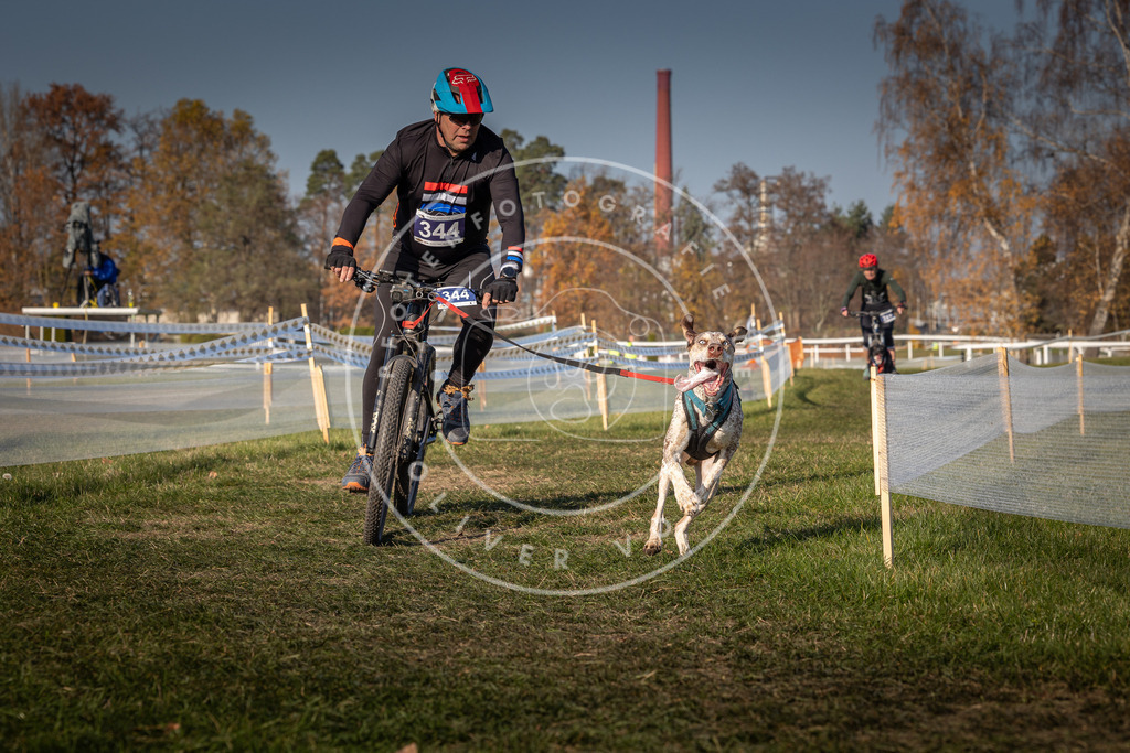 CaniXpix_0L8A7974 | Hundefotografie, Tierfotograf, Pfotenfotografie, Fotoshooting Hund, Hunde Portrait, Hundesport, Hundeportraits, Heideshooting, Hunde, Sportfotograf, Hundefotograf, Turnierhundsport, THS,  - Realisiert mit Pictrs.com