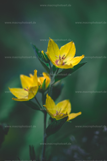 Gilbweiderich | Staudenblüte eines Gilbweiderich - Realisiert mit Pictrs.com