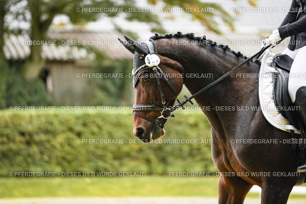 DSC07053 | Pferdegrafie