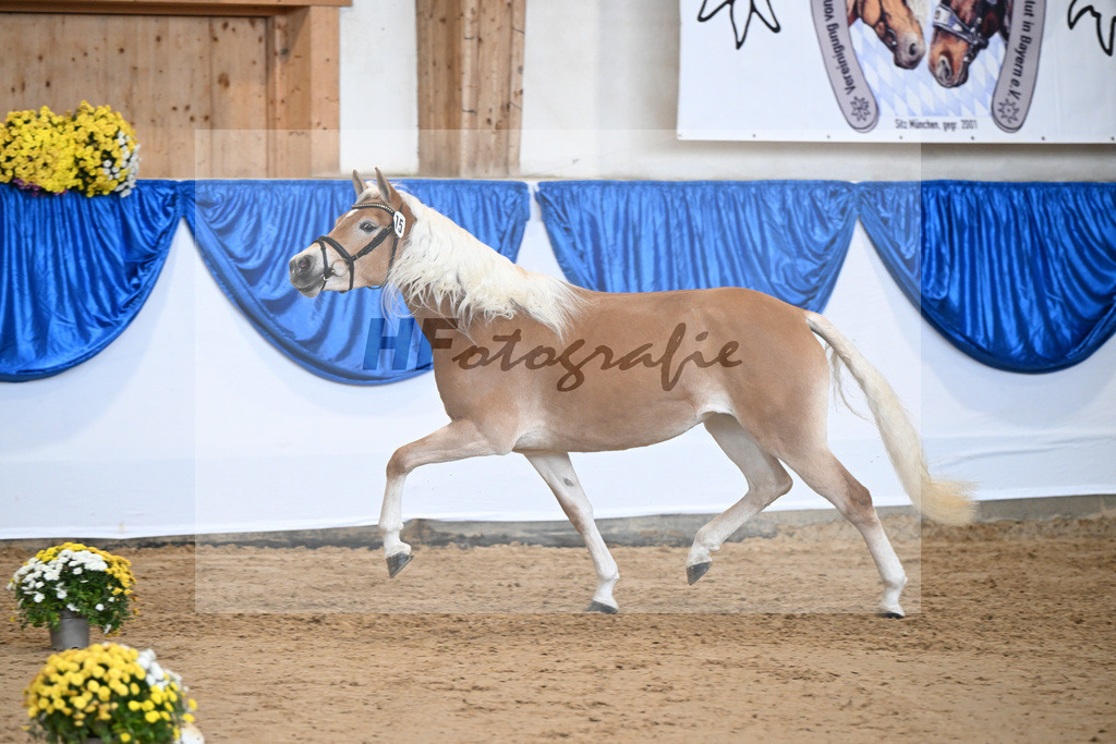 Bl. Band Kat-Nr. 15 Bambi v. Bon Jovi_Stange Haflingergestuet_48251396 | hf-fotografie - Realisiert mit Pictrs.com