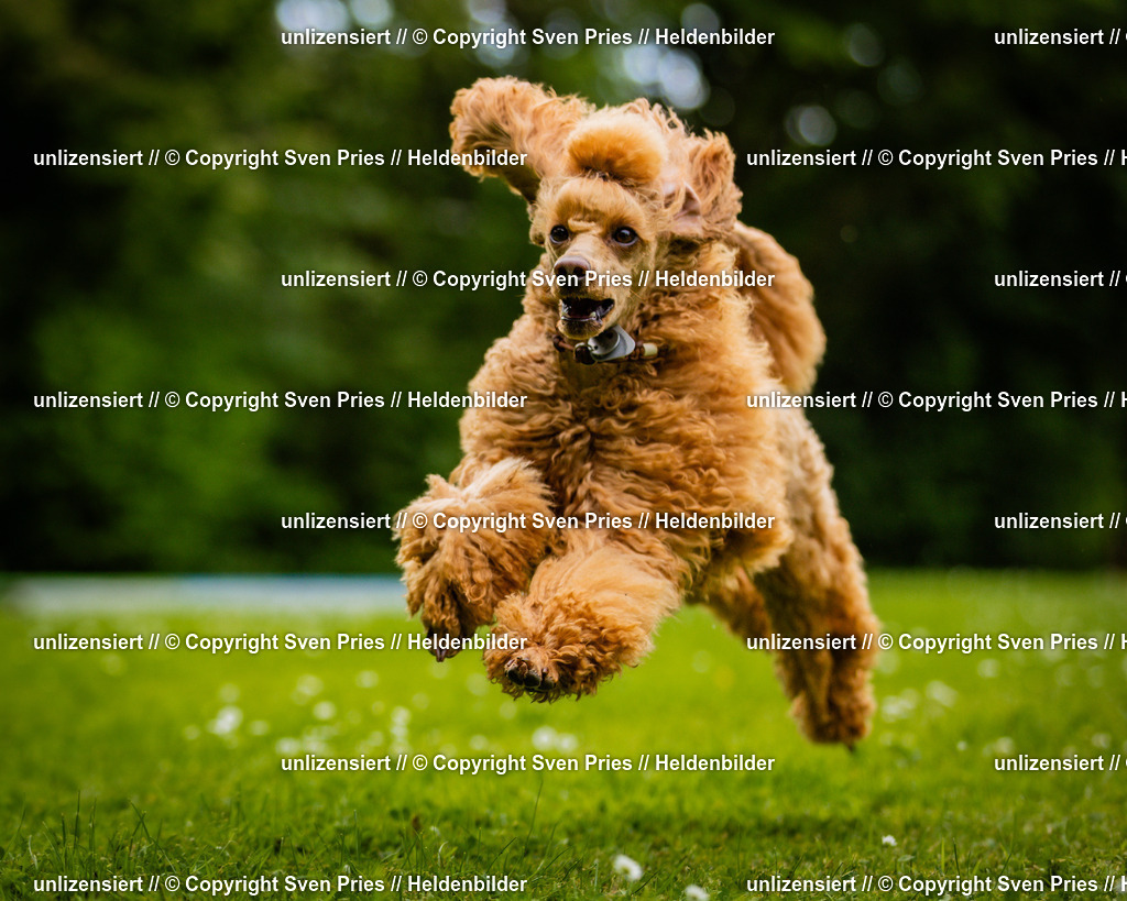 Sven Pries | 2025-05-29 - Pudelrennen KA-Durlach - Realisiert mit Pictrs.com