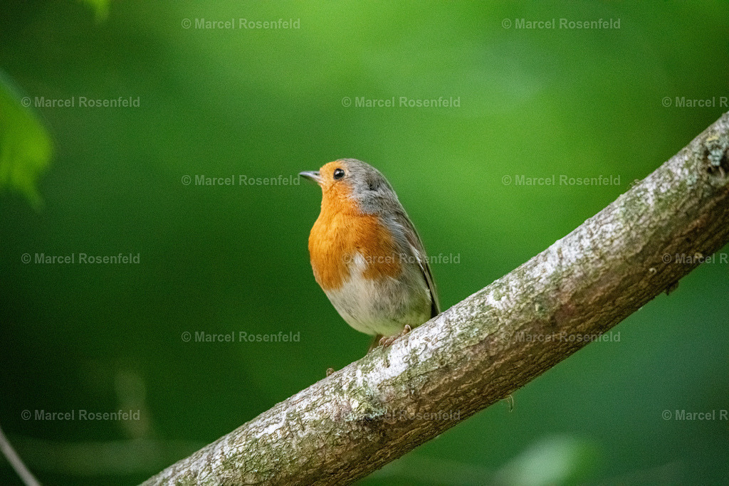 _DSC3349 | foto-rosenfeld
