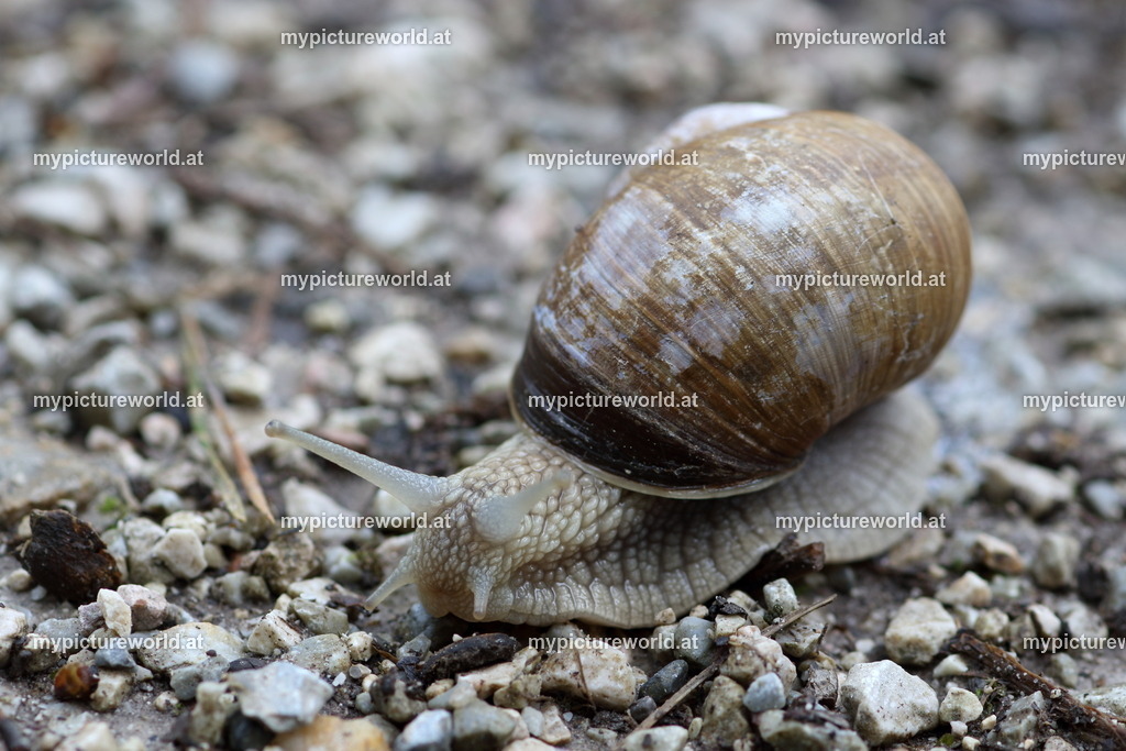 Weinbergschnecke-004 | Das Bilderarchiv über Tiere, Planzen und Landschaften. In der Bilddatenbank finden Sie ein große Auswahl an hochwertigen Bilder für Ihre Werbung - Realisiert mit Pictrs.com