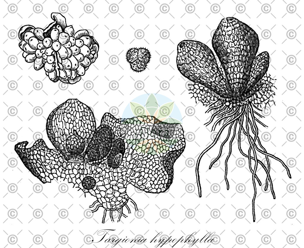 HistAbb_wfo-0001240760_1_ENZY_Simple | Historische Abbildung von Targionia hypophylla - Targioniaceae | Historical Illustration of Targionia hypophylla - Targioniaceae