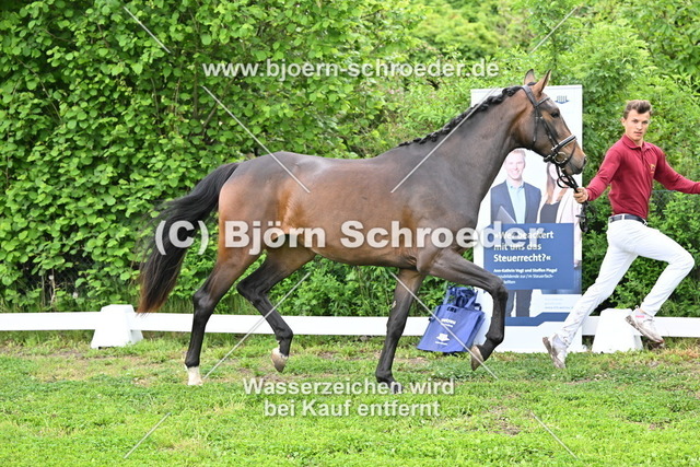 08_Escarina B  von Escolar - Fürstenball_755_2556 | Björn Schroeder Pferdefotografie