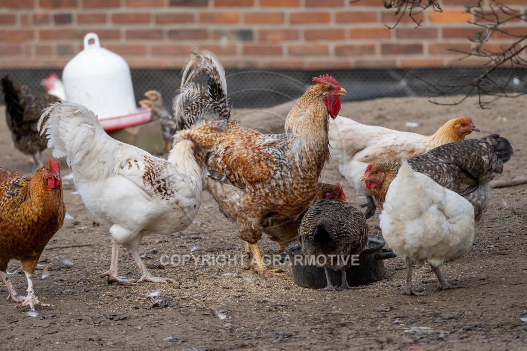 20221029-_DSF9877 | Freilaufende Biohühner in Biohaltung - Realisiert mit Pictrs.com