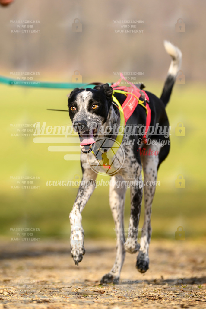MompixPhotography_6ReiatRennen2026_SA_HappyDog-4 | PayLife
