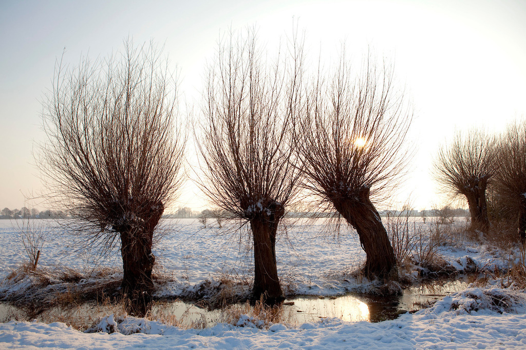 100107-039 | Europa, DEU, Deutschland, Nordrhein Westfalen, NRW, Rheinland, Niederrhein, Hoerstgen, Winter, Schnee, Baeume, Typische Kopfweiden, Gegenlicht, Sonne, Kategorien und Themen, Natur, Umwelt, Landschaft, Jahreszeiten, Stimmungen, Landschaftsfotografie, Landschaften, Landschaftsphoto, Landschaftsphotographie, Naturschutz, Naturschutzgebiete, Landschaftsschutz, Biotop, Biotope, Landschaftsschutzgebiete, Landschaftsschutzgebiet, Oekologie, Oekologisch, Typisch, Landschaftstypisch, Landschaftspflege

[Fuer die Nutzung gelten die jeweils gueltigen Allgemeinen Liefer-und Geschaeftsbedingungen. Nutzung nur gegen Verwendungsmeldung und Nachweis. Download der AGB unter http://www.image-box.com oder werden auf Anfrage zugesendet. Freigabe ist vorher erforderlich. Jede Nutzung des Fotos ist honorarpflichtig gemaess derzeit gueltiger MFM Liste - Kontakt, Uwe Schmid-Fotografie, Duisburg, Tel. (+49).2065.677997, 
archiv@image-box.com, www.image-box.com] - Realisiert mit Pictrs.com