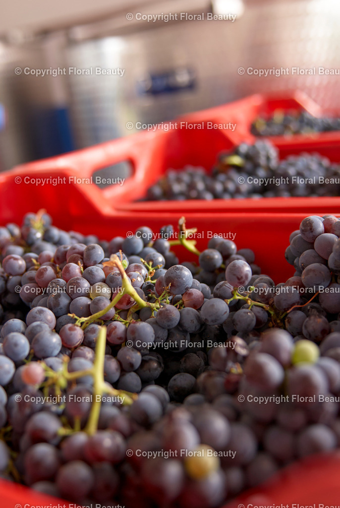 Weingut in Italien | Kisten gefüllt mit Weintrauben in Mosterei - Realisiert mit Pictrs.com