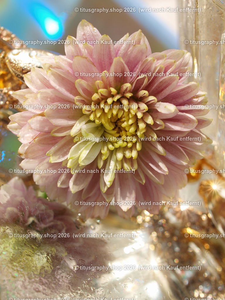 titusgraphy_P7239780-vz-ln | titusgraphy-shop: Geschenkideen mit Qualitätsfotos. titusgraphy-shop: gift ideas with quality photos. titusgraphy-shop: idées cadeaux avec photos de qualité.  - Realisiert mit Pictrs.com