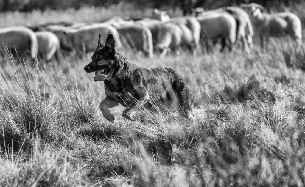 wanderschaefereien-schleswig-holstein-060 | Speziell ausgebildete Hütehunde wie die Schäferhündin Ganja von Birgit Voigtländer sind »Mitarbeiter«, auf die keine Wanderschäferei verzichten kann. Hütehunde müssen loyal, extrem wachsam, schnell und robust sein, um die Schafe und Ziegen einer Herde zusammenzuhalten, voranzutreiben oder aber zu stoppen. - Realisiert mit Pictrs.com