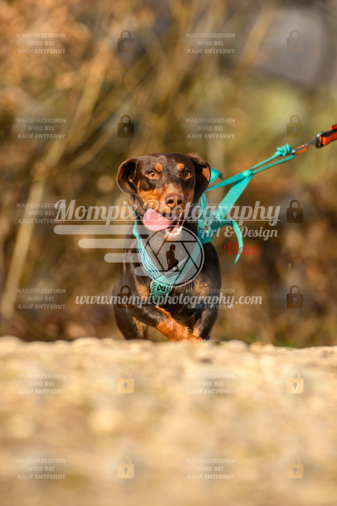MompixPhotography_6ReiatRennen2026_SA_HappyDog-120 | PayLife