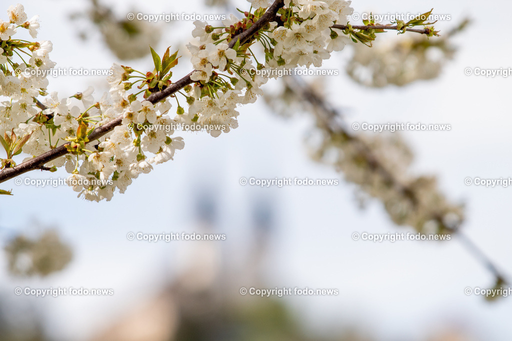 Linz_ Pöstlingberg_ 15.04.2025-10 | 15.04.2025, LINZ, AUT, Themenbild, im Bild Poestlingberg, Kirche, Berg, Fruehling, Himmel, Turm, Tuerme, Ausflugsziel, Poestlingbergkirche, Wallfahrtsbasilika, Wahrzeichen, Linz, Baeume, Pflanzen, Feature, Symbolbild