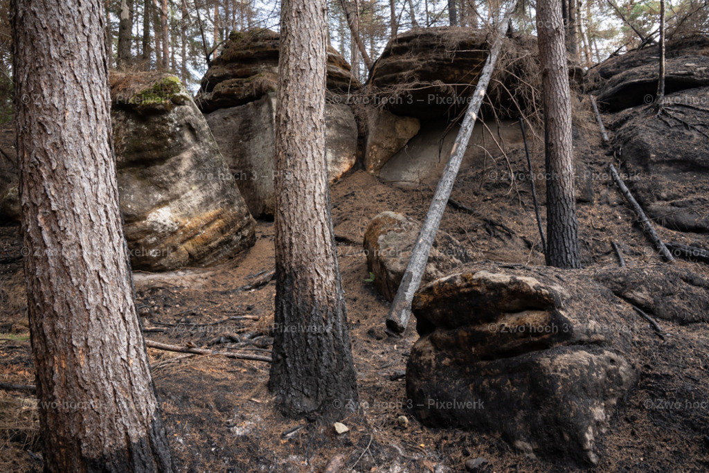 Rosssteig_Nahe_Kleiner_Kuhstall_Baumstamm_Felsen_Laub | 2022-08-30_Waldbrandgebiete_1 - Realisiert mit Pictrs.com