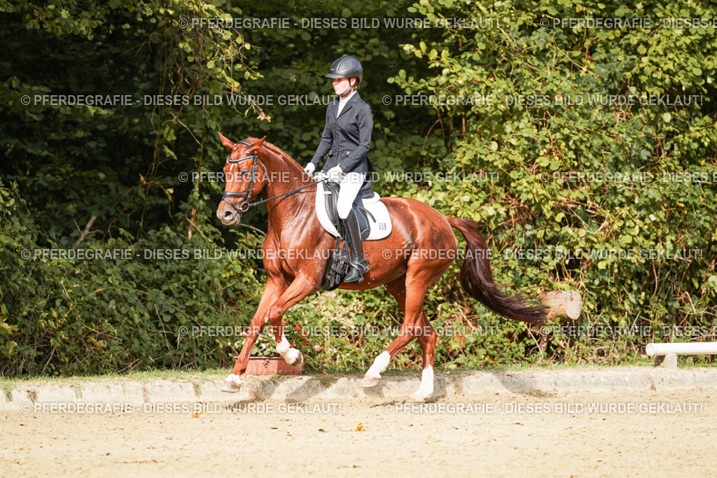 DSC03542 | Pferdegrafie