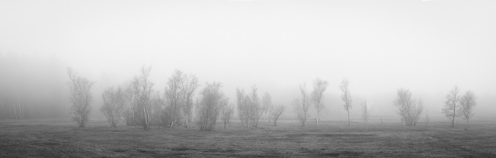SilvanoPedrett_preview_Baum-26 | silvanopedrett - Realisiert mit Pictrs.com