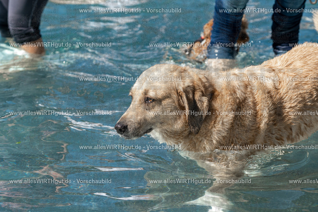 Hundeschwimmen_Volksbad_2026-allesWIRTHgut_Tierfotografie-2609061305-FAY06663 | Professionelle Tierfotografie in Mönchengladbach von Daniel Wirth (allesWIRTHgut). Liebevolle & natürliche Bilder von Hunden & Katzen für unvergessliche Erinnerungen.