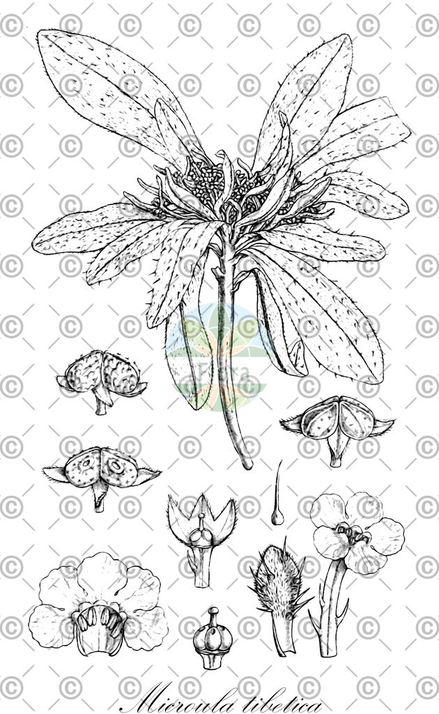HistAbb_wfo-0001345971_1_ENZY_Simple | Historische Abbildung von Microula tibetica - Boraginaceae | Historical Illustration of Microula tibetica - Boraginaceae