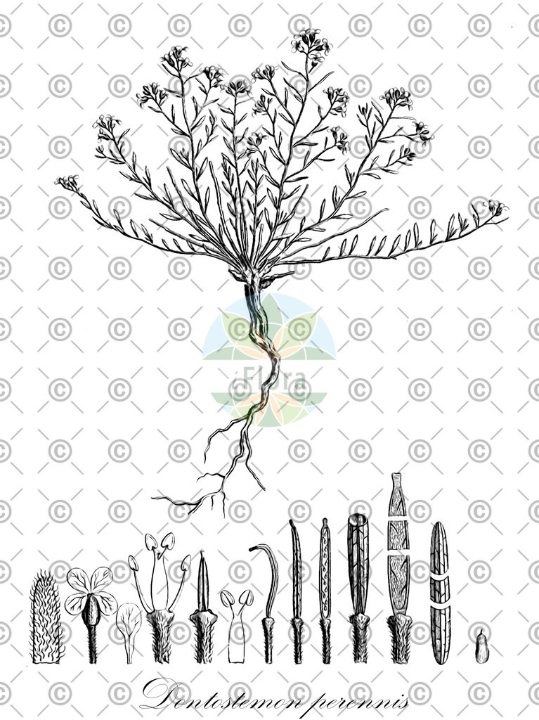 HistAbb_wfo-0000654177_1_ENZY_Simple | Historische Abbildung von Dontostemon perennis - Brassicaceae | Historical Illustration of Dontostemon perennis - Brassicaceae
