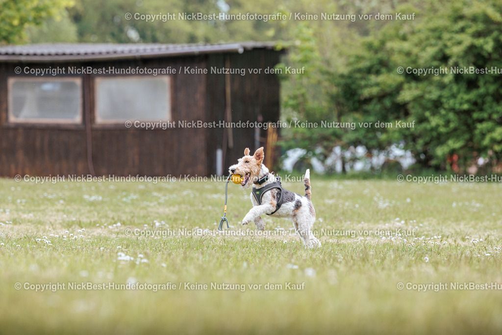Sage Hunderennen Frühlingsfest-2026-Nickbest-Hundefotografie-0645 | Dein Hund! Dein Moment! Deine Erinnerungen! Hundefotografie in Bremen Blumenthal. Ich fange die besonderen Momente deines Vierbeiners ein – ob Indoor mit Blitzanlage oder in der freien Natur. Sicher dir dein Moment und dein Termin für eure Erinnerungen.