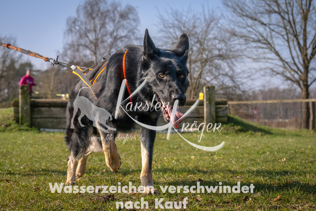 _ZZ93423 | kk-dogfotos