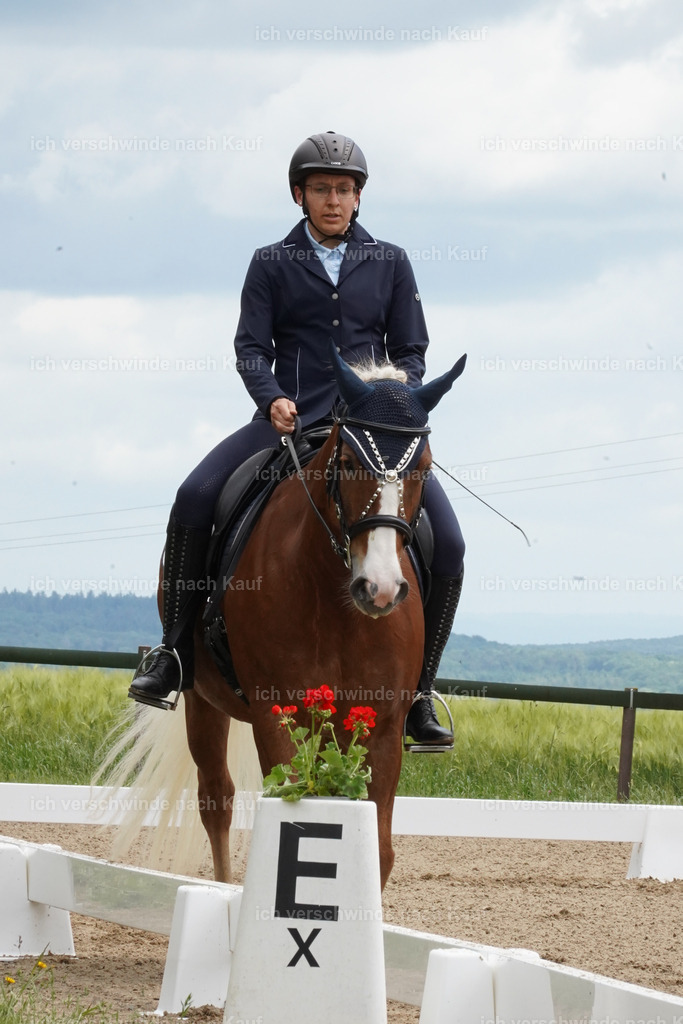 KlasseE_Lucie498 | working equitationturnier fotograf videograf stoibphotography marixx film working equitation deutschland reitsport turnierfotografie eventfotografie equestrian events