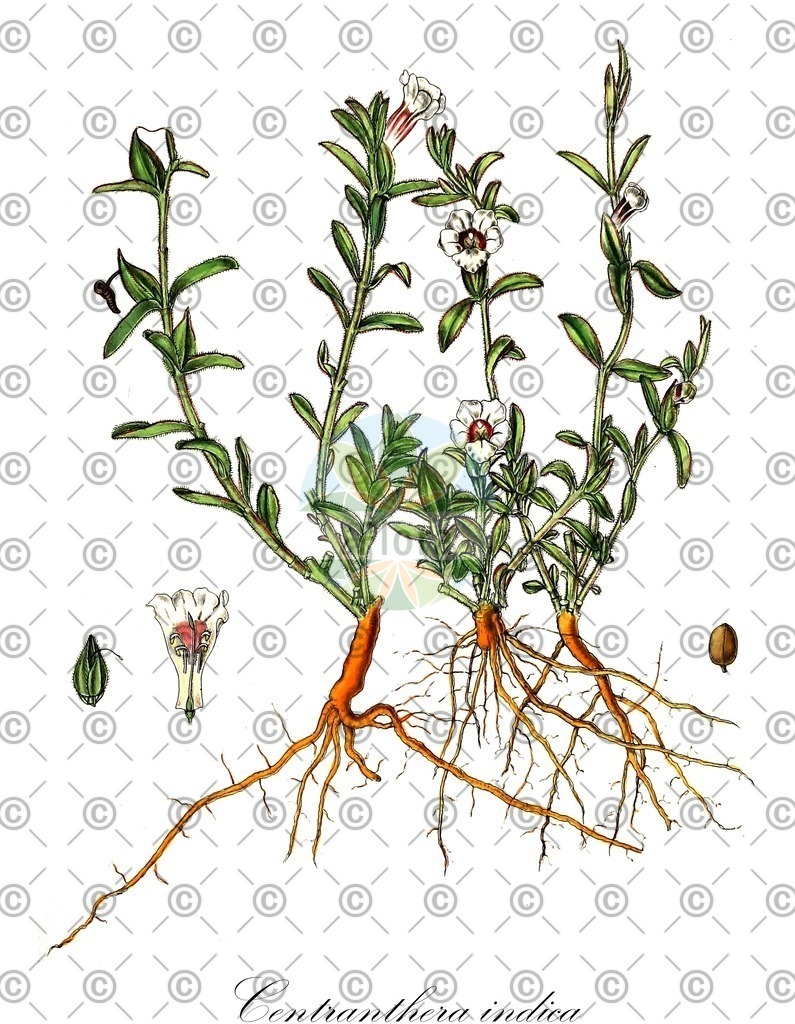 HistAbb_wfo-0000139232_1_ENZY_Simple | Historische Abbildung von Centranthera indica - Orobanchaceae | Historical Illustration of Centranthera indica - Orobanchaceae