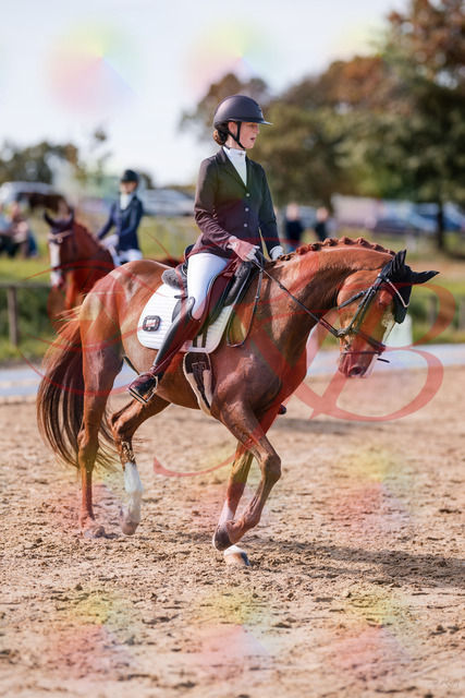 2026_10_03_Siefer-Hof_133105_Z81_84340575 | Professionelle Reitsport-, Turnier- und Eventfotografie von Robert Broda. Galerien mit ausgewählten und bearbeiteten Bildern direkt online ansehen und bestellen.