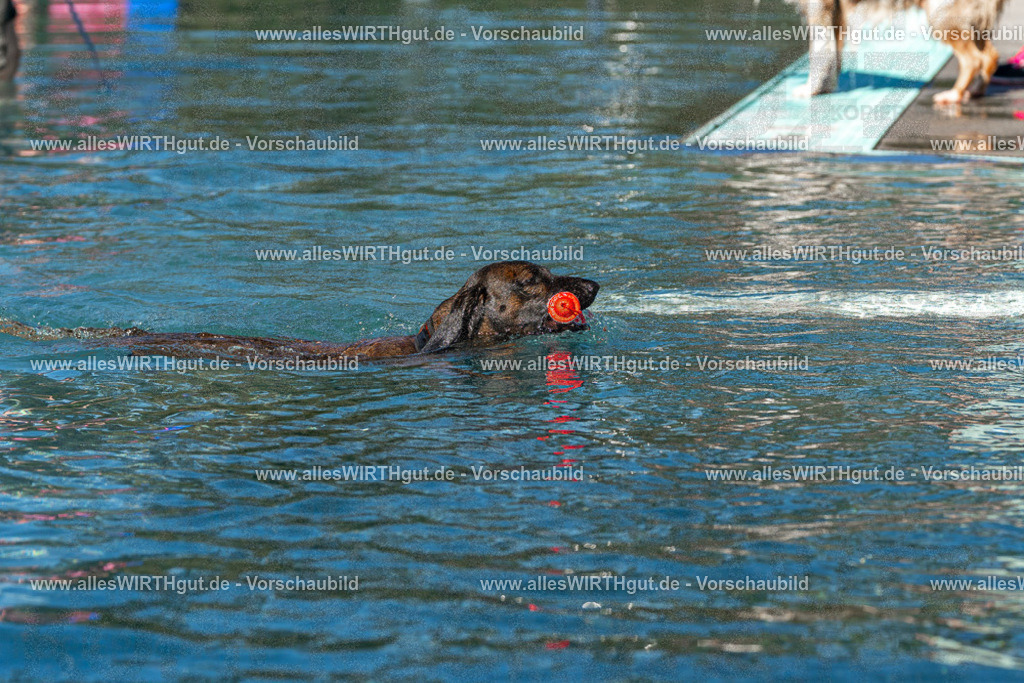 Hundeschwimmen_Volksbad_2026-allesWIRTHgut_Tierfotografie-2609061028-FAY05910 | Professionelle Tierfotografie in Mönchengladbach von Daniel Wirth (allesWIRTHgut). Liebevolle & natürliche Bilder von Hunden & Katzen für unvergessliche Erinnerungen.