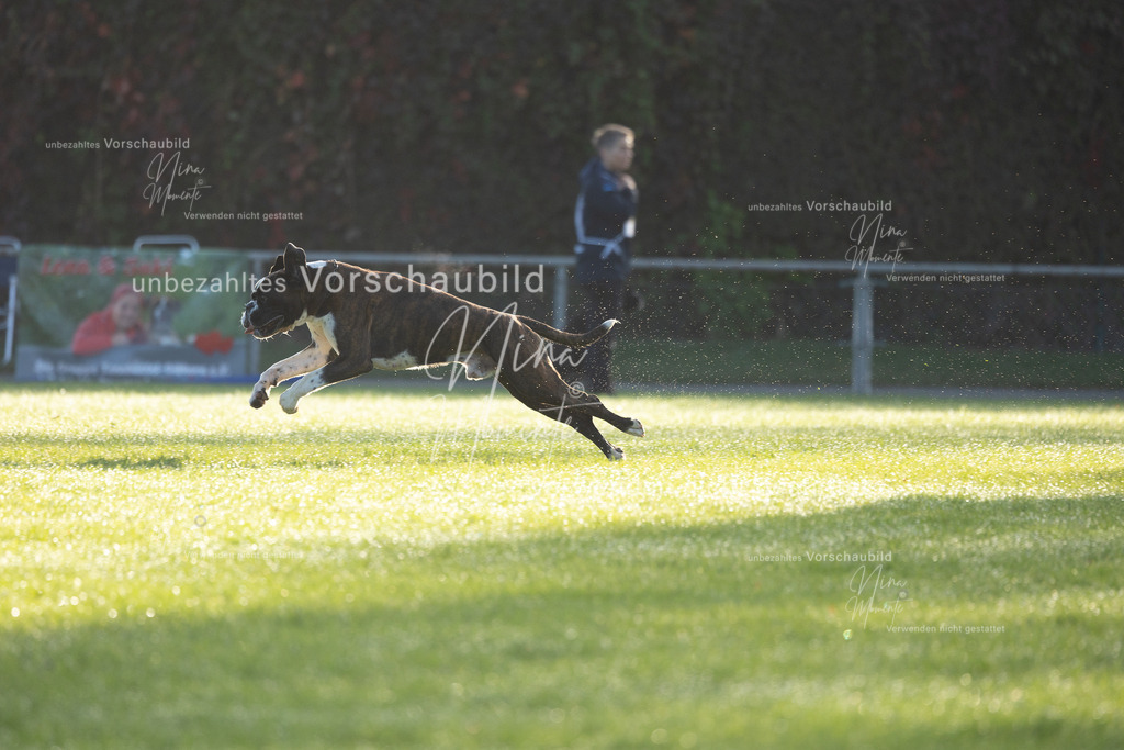 _16A6145 | Einzigartige Fotos von Hunden & Menschen –Actionfotos, Portraits, Vereinsaufnahmen & Paarshootings – authentisch, lebendig & mit Herz.