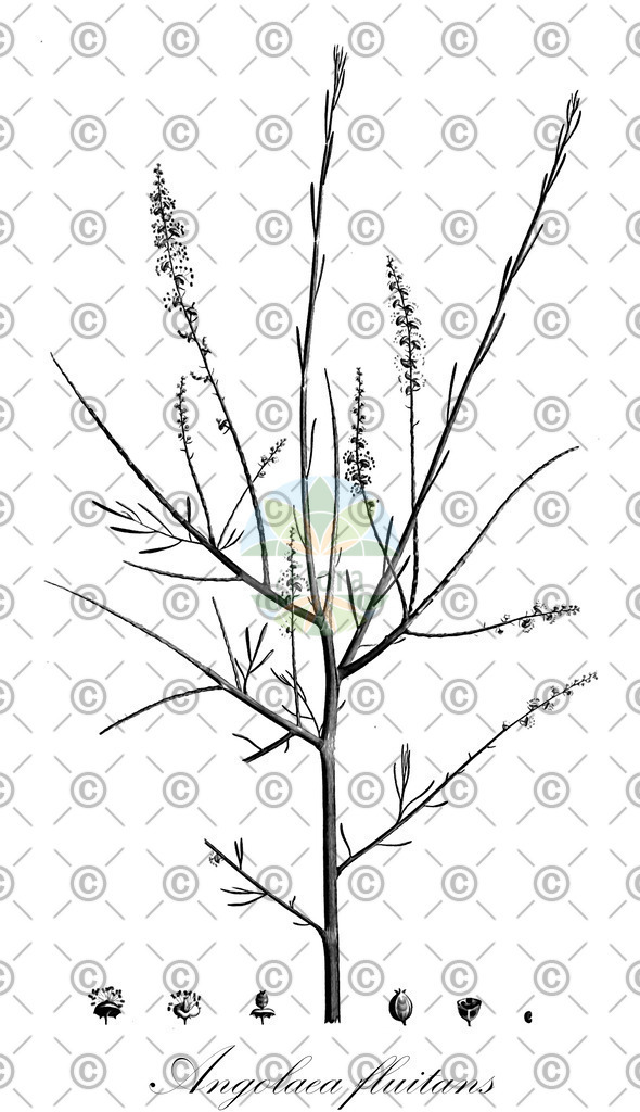 HistAbb_wfo-0000536542_433_ENZY_Simple | Historische Abbildung von Angolaea fluitans - Podostemaceae | Historical Illustration of Angolaea fluitans - Podostemaceae