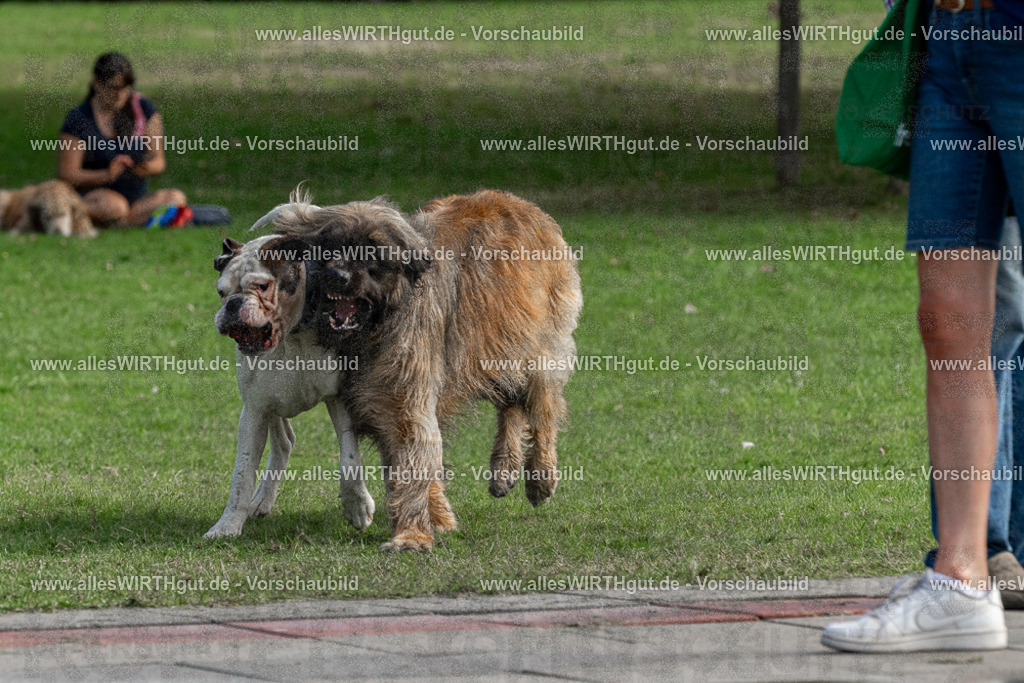 Hundeschwimmen_Volksbad_2026-allesWIRTHgut_Tierfotografie-2609061501-FAY07069 | Professionelle Tierfotografie in Mönchengladbach von Daniel Wirth (allesWIRTHgut). Liebevolle & natürliche Bilder von Hunden & Katzen für unvergessliche Erinnerungen.