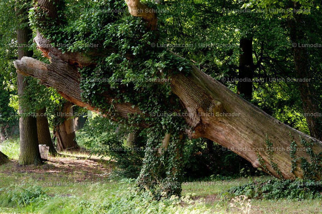 100494-4270 - Schlosspark Krumke | Stockfoto und Bilderpool mit Bildmaterial aus Deutschland, dem Harz, Halberstadt, Quedlinburg, Wernigerode und weltweit. Qualitativ hochwertige und professionelle Fotos anschauen und kaufen. - Realisiert mit Pictrs.com